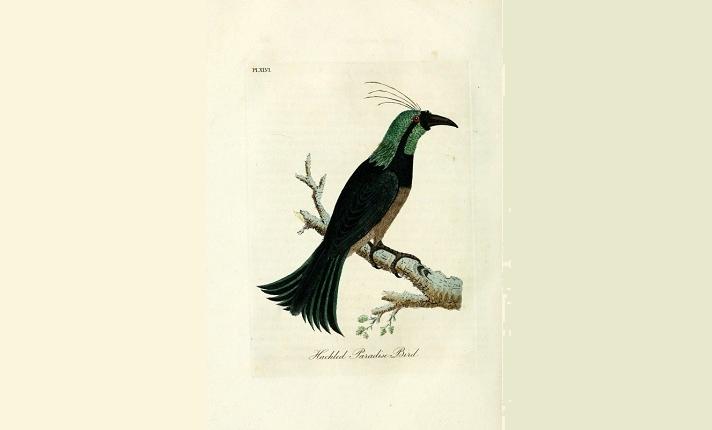 Ptak Zielonopióry - zdjęcie